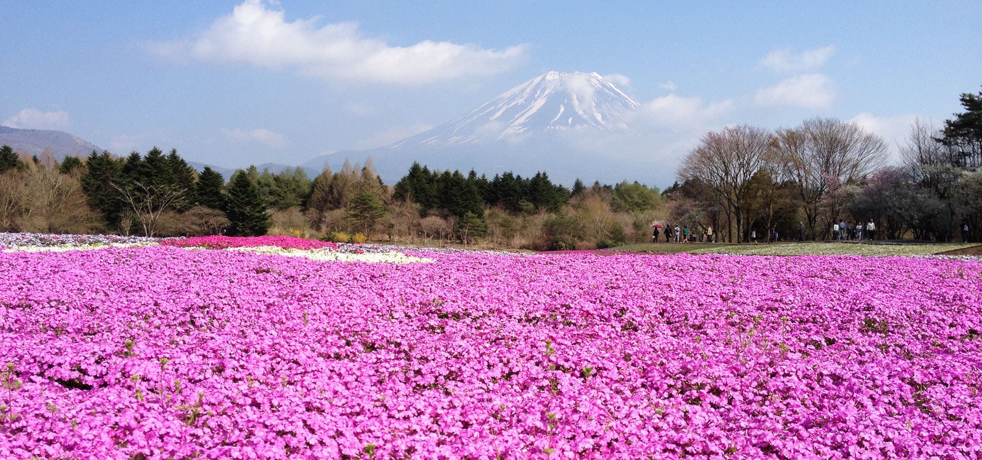 富士山と芝桜