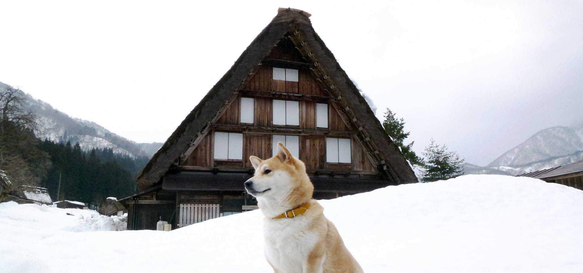 白川郷の冬と柴犬