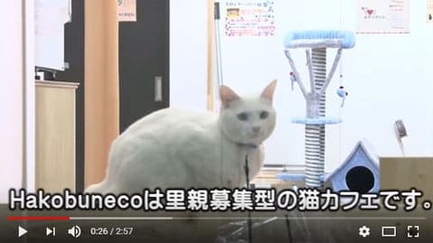 猫カフェ