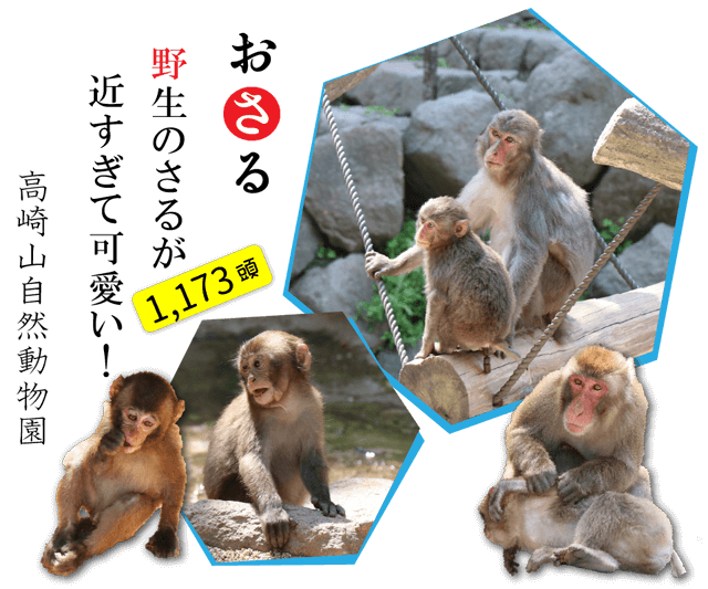 There are 1173 wild monkeys on Mt. Takasaki. Slip through nearby. The monkeys are so cute!