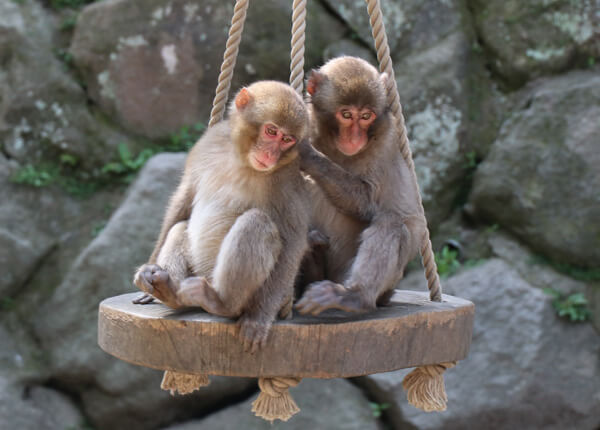 Monkeys at Mt. Takasaki