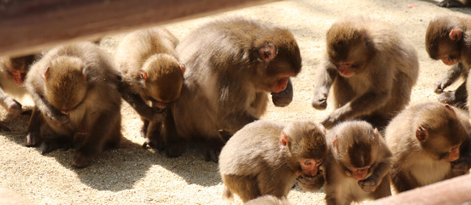 Monkeys at Mt. Takasaki